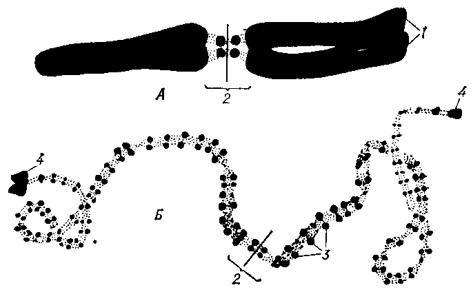 Рис. 1. Морфология одной и той же хромосомы в метафазе митоза (А) и в профазе мейоза (Б): 1 — хроматида; 2 — центромера; 3 — хромомеры; 4 — теломеры (крупные хро-момеры на концах хромосомы).