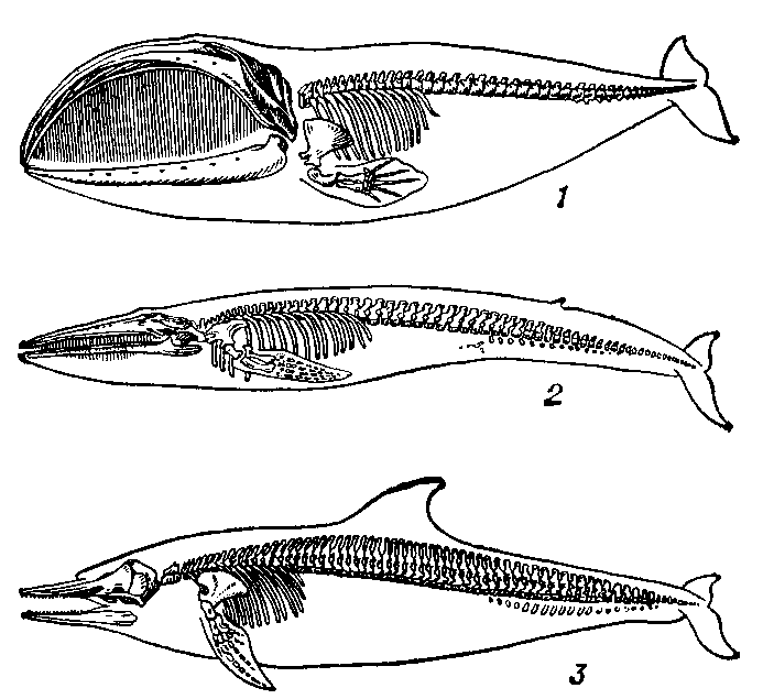 Скелеты и контуры тела  китообразных: 1 — гренландского кита; 2 — голубого кита; 3 — белобочки.