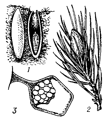 Коконы: 1 — лугового мотылька (Laxostege sticticalis) в почве (правый в разрезе); 2 — соснового коконопряда (Dendrolimus piniy), 3 — сложный яйцевой кокон (в разрезе) паука (Adrоеса brunnea).