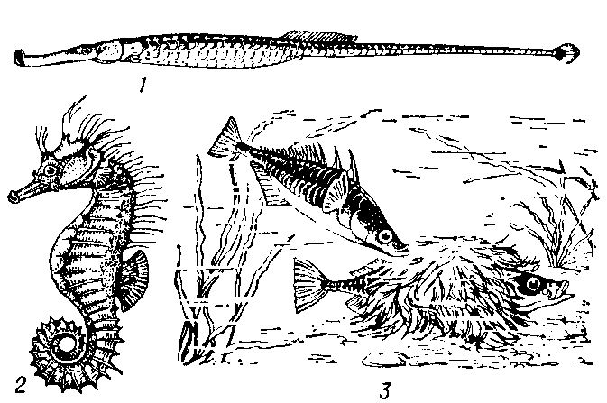 Колюшкообразные: 1 — длиннорылая игла-рыба (Syngnathus typhle); 2 — морской конёк (Hippocampus guttulatus); 3 —трёхиглая колюшка (Gasterosteus aculeatus), самец и самка  (в гнезде).