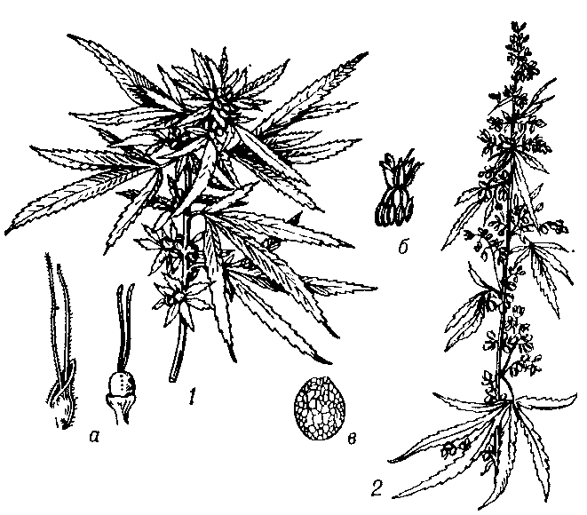 происхождение растения конопля