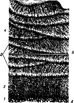 Поперечный срез коры 11-летнего ствола цветоголовника (Cephalanthus occidentalis): А — внутренняя часть с ксилемой 1), функционирующей флоэмой (2) и тремя слоями перидермы (3); Б — наружная часть с шестью слоями перидермы(5), чередующимися со слоями отмершей флоэмы (4).
