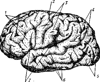 Рис. 2. Поверхность коры головного мозга человека (вид сбоку): 1 — лобные извилины; 2 — центральная борозда; 3 — центральные извилины; 4 — теменные извилины; 5 — затылочные извилины; 6 — височные извилины;     7 — латеральная  (сильвиева)   борозда.