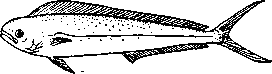 Большая   корнфена   (Coryphaena   hyppurus).