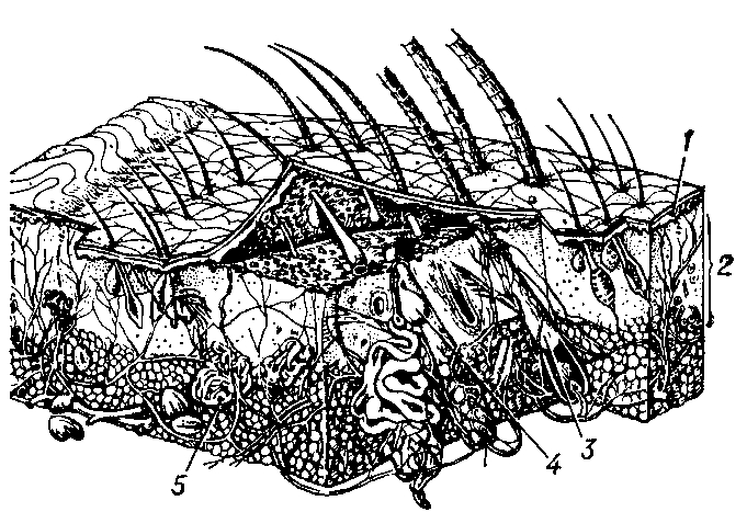 Диаграмма   схематического   строения   кожи человека:   1 — эпидермис;   2 — дерма;   3 — волос; 4 — сальные железы; 5 — эккриновая потовая   железа.