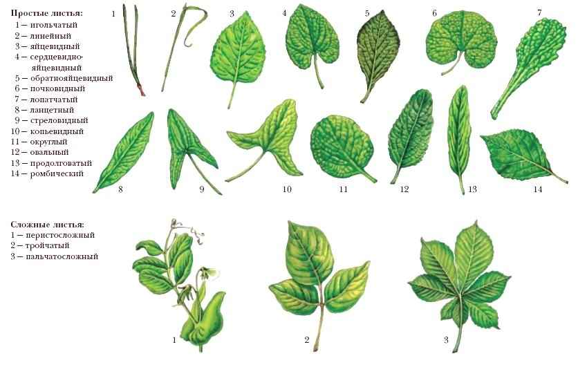 У большинства есть листья. Перисто лопастная форма листа. Чистотел жилкование листа. Форма листьев покрытосеменных. Формы сложных листьев.