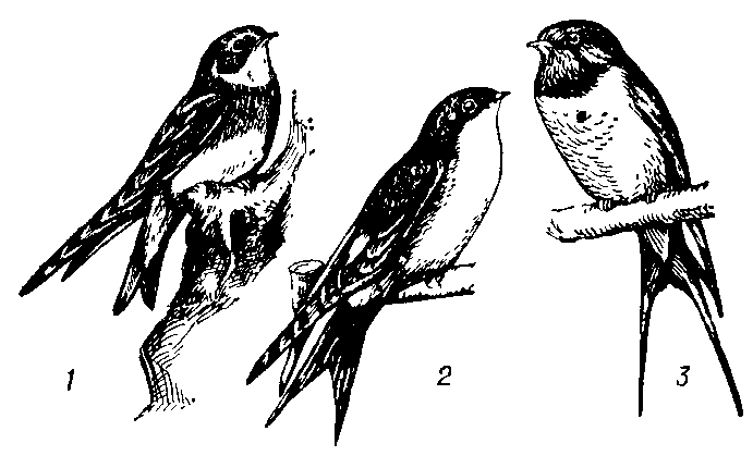 Ласточки: 1 — береговая; 2 — городская; 3 — деревенская.