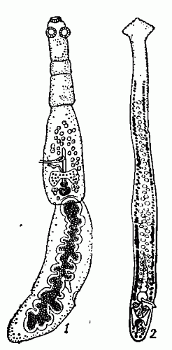 Ленточные черви: 1 — эхинококк (Echinococcus granulosus); 2 — нерасчленённая цестода-гвоздичник (Сагуaphyllaeus laticeps).