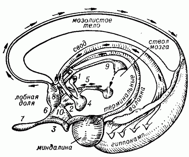 Схема лимбической системы: 1 — переднее таламическое ядро; 2 — диагональная полоса; 3 — латеральная обонятельная полоса; 4 — миндалевидное тело (мамиллярное тело, амигдала); 5 — медиальный переднемозговои пучок; 6 — медиальная обонятельная полоса; 7 — обонятельная луковица; 8 — область перегородки; 9 — медуллярные волокна; 10 — обонятельный бугорок. Стрелками показано направление импульсных потоков.