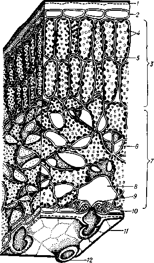 Рис. 2. Схематическое изображение анатомического строения листа: 1 — кутикула, 2 — верхний эпидермис; 3 — палисадная ткань; 4 — хлорофилловые зёрна; 5. 6 — воздухоносные межклетники; 7 — губчатая ткань; 8 — крупный воздухоносный межклетник, или т. н. дыхательная полость устьица; 9 — замыкающая клетка устьица; 10 — нижний эпидермис в разрезе; 11 — нижний эпидермис в плане;  12 — кутикулярный  валик.
