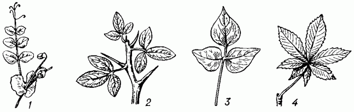 Рис. 5. Сложные листья: 1 — перисто-сложный; 2, 3 — тройчатые; 4 — пальчато-сложный.