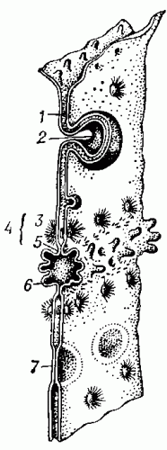 Схема строения межклеточных контактов гепатоцитов крысы: 1 — простой контакт; 2 — «замок»; 3 — десмосома; 4 — соединительный комплекс; 5 — зона слипания,    плотный    контакт; 6 — жёлчный    капилляр; 7 — щелевидный контакт (по    Архипенко    и    др., 1975).