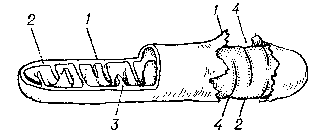 Схема обшей организации митохондрии: 1 — внешняя мембрана; 2 — внутренняя мембрана; 3 — впячивания внутренней мембраны — гребни; 4 — места впячиваний (вид с наружной  поверхности  внутренней   мембраны).