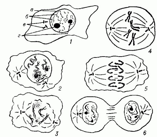 Общая схема митоза: 1 — интерфаза; 2 — профаза; 3 — прометафаза; 4 — метафаза; 5 — анафаза; 6 — телофаза; а — ядерная оболочка; б — хромосомы; в — центриоли; г — ядрышки.