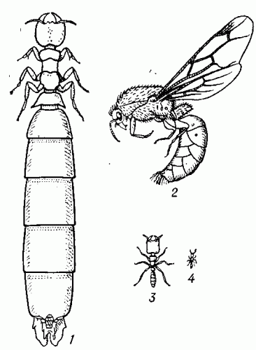 Африканский    бродячий   муравей   (Dorylus helvosus):    1 — самка;   2 — самец;   3 — солдат; 4 — рабочий.