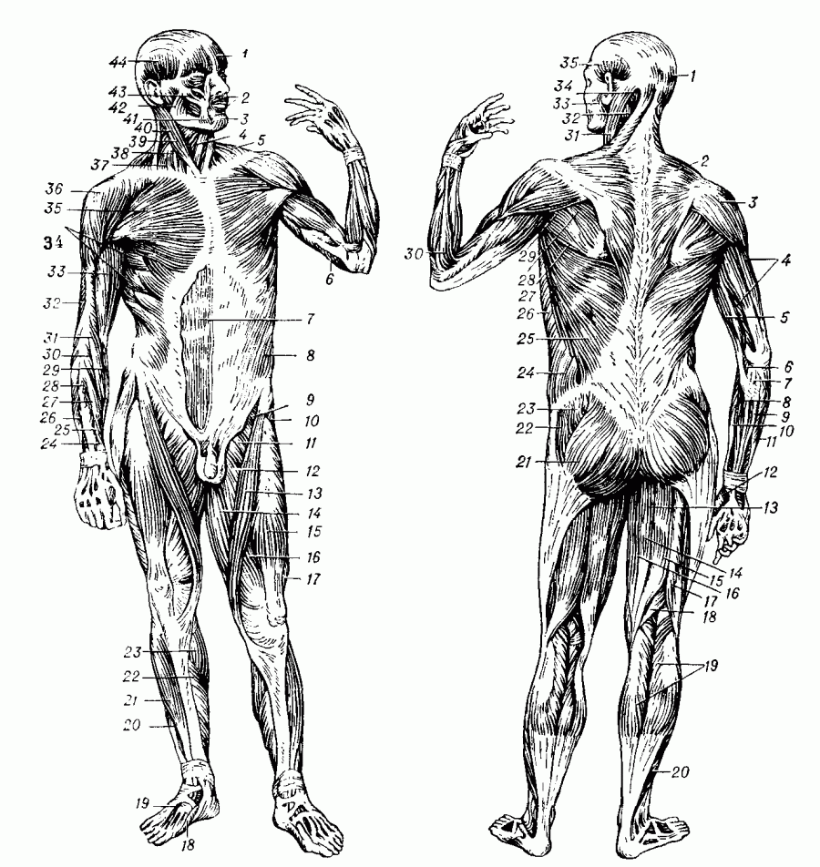 Скелетные мышцы человека. Вид спереди: 1 — затылочно-лобная; 2 — круговая мышца рта; 3 — подбородочная; 4 — грудпно-подъязычная; 5 — трапециевидная; 6 — трёхглавая мышца плеча; 7 — прямая мышца живота; 8 — наружная косая мышца живота; 9 — подвздошно-поясничная; 10 — мышца, натягивающая широкую фасцию; 11 — гребешковая; 12 — длинная приводящая; 13 — портняжная; 14 — тонкая; 15 — прямая мышца бедра; 16 — медиальная широкая мышца бедра; П — боковая широкая мышца бедра; 18 — отводящая большой палец стопы; 19 — длинный разгибатель пальцев (сухожилие);. 20 — длинный разгибатель пальцев; 21 — передняя большеберцовая; 22 — камбаловидная; 23 — икроножная: 24 — короткий разгибатель большого пальца кисти; 25 — длинный разгибатель большого пальца кисти; 26 — локтевой сгибатель запястья; 27 — короткий лучевой разгибатель запястья; 28 — разгибатель пальцев; 29 — лучевой сгибатель запястья; 30 — длинный лучевой разгибатель запястья; 31 — плечелучевая; 32 — трёхглавая мышца плеча; 33 — двуглавая мышца плеча; 34 — передняя зубчатая; 35 — большая грудная; 36 — дельтовидная; 37 — средняя лестничная; 38 — передняя лестничная; 39 и 40 — грудино-ключично-сосцевидная; 41 — опускающая угол рта; 42 — жевательная; 43 — большая скуловая; 44 — височная. Вид сзади: 1 — затылочно-лобная; 2 — трапециевидная; 3 — дельтовидная; 4 — трёхглавая мышца плеча; 5 — двуглавая мышца плеча; 6 — круглый пронатор; 7 — длинная ладонная; 8 — лучевой сгибатель запястья; .9 — поверхностный сгибатель пальцев; 10 — плечелучевая; 11 — локтевой сгибатель запястья; 12 — короткая мышца, отводящая большой палец кисти; 13 и 14 — полуперепончатая; 15 — полусухожильная; 16 — тонкая; 17 — двуглавая мышца бедра; 18 — полуперепончатая; 19 — икроножная; 20 — камбаловидная; 21 — большая ягодичная; 22 — натягивающая широкую фасцию; 23 — средняя ягодичная; 24 — наружная косая живота; 25 — широчайшая мышца спины; 26 — зубчатая передняя; 27 — большая круглая; 28 — подгребешковая; 29 — малая круглая; 30 — плечелучевая; 31 — грудино-ключично-сосцевидная; 32 — ремённая мышца головы; 33 — жевательная; 34 — полуостистая; 35 — височная.