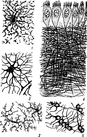 Различные   формы   клеток   нейроглии:   1 — плазматические астроциты;   2 – волокнистые астроциты:    3 — олнгодендроглиоциты;    4 — эпендимоциты:      5 — глиальные    макрофаги (микроглия).