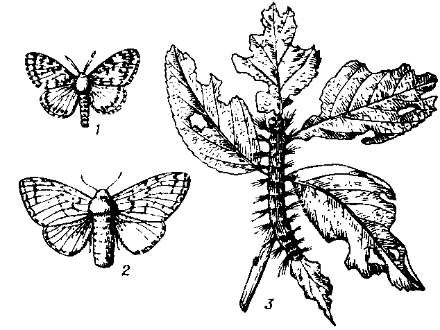 Какой тип развития характерен для бабочек. Непарный шелкопряд рисунок. Непарный шелкопряд самец и самка. Бабочки самец и самка. Непарный шелкопряд строение.