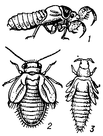 Нимфы: 1 — обыкновенной цикады (Lyristes plebeja); — яблонной медяницы (Psylla mali); — табачного трипса (Thrips tabaci).