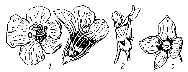 Цветки  семейства норичниковых: 1 — коровяка    (Verbascum);   2 — льнянки    (Linaria); 3 — вероники  (.Veronica).