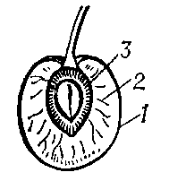 Срез околоплодника в плоде (костянке)    вншни:      1 — внеплодник; 2 — межплодник; 3 — внутриплодник.