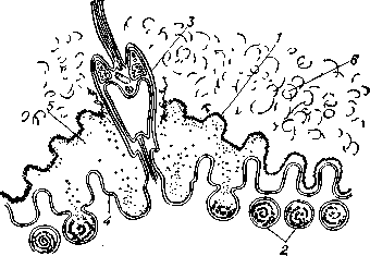 Слияние сперматозоида с яйцом у морского ежа: 1 — желточная оболочка; 2 — кортикальные гранулы; 3 — клеточная мембрана сперматозоида; 4 — плазмалемма яйца; 5 — перивителлиновое пространство; 6 — сосудистая оболочка.