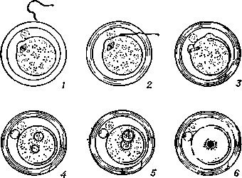 Оплодотворение у крысы (схема): 1 — приближение сперматозоида к яйцу; 2 — слияние гамет; 3 и 4 — выделение второго полярного тельца и формирование пронуклеусов; 5 — пронуклеусы вступили в контакт; 6 — объединение хромосомных наборов на стадии метафазы первого деления дробления. Контур первого полярного тельца прерывистый, т. к. у крысы оно обычно дегенерирует до овуляции.