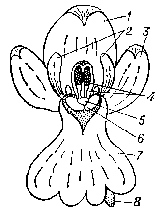 Схематическое изображение цветка ятрышника      мужского (Orchis mascula), вид спереди: 1 — задний чашелистик; 2 — лепестки; 3 — боковой чашелистик; 4 — поллиний; 5 — мешочек; 6 — площадочка рыльца; 7 — губа; 8 — шпорец.