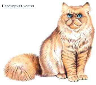 Реферат: Степная кошка Реферат: Степная кошка