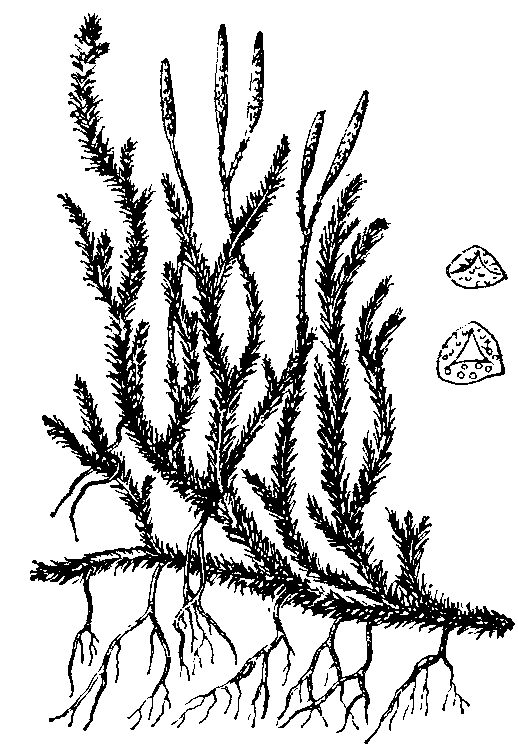 Плаун булавовидный: общий вид растения со стробилами; справа — споры.