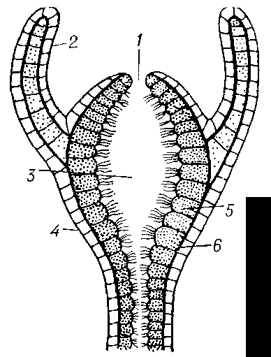 Схема  строения гидроидного полипа: 1 — ротовое отверстие; 2 — щупальце;     3 — гастральная полость;  4 — эктодерма; 5 — энтодерма;  6  — мезоглея