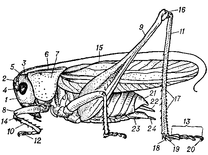 Строение тела самца серого кузнечика (Decticua verrucivorus): 1 — лоб; 2 — темя; 3 — затылок; 4 — глаз: 5 — усик: 6 — передне-спинка; 7 — боковая лопасть; 8 — переднее бедро; 9 — заднее бедро: 10 — передняя голень; 11 —- задняя голень; 12 — передняя лапка; 13 — задняя лапка: 14 — слуховое отверстие: 15 — надкрылье; 16 — колено; 17 — шипы: 18 — шпора; 19 — лопастинка; 20 — коготок: 21 — последний тергит; 22 — церк; 23 — генитальная пластинка; 24 — грифелёк.