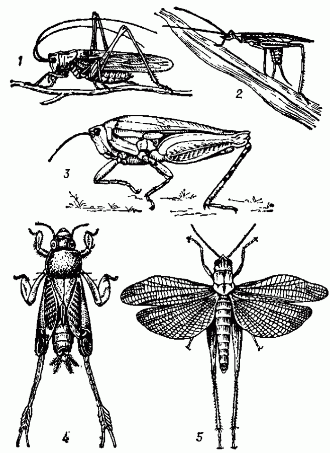 Прямокрылые насекомые представители. Жизненный цикл прямокрылых. Стрекоза отряд Прямокрылые. Прямокрылые Саранча.