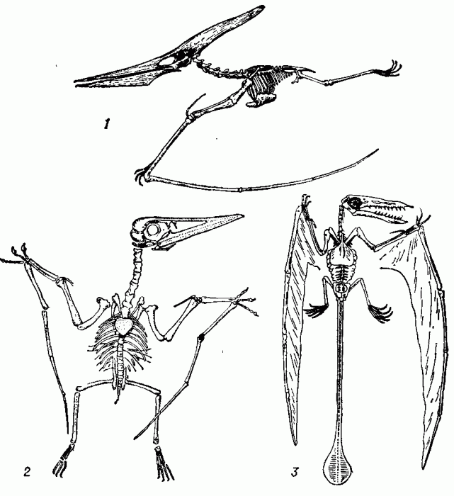 Скелеты птерозавров (реконструкция): 1 — птеранодона (Pteranodon ingens); 2 — птеродактиля (Pterodactylus spectabilis);  3 — рамфоринха (Ramphorhynchus   ramphorhynchus).