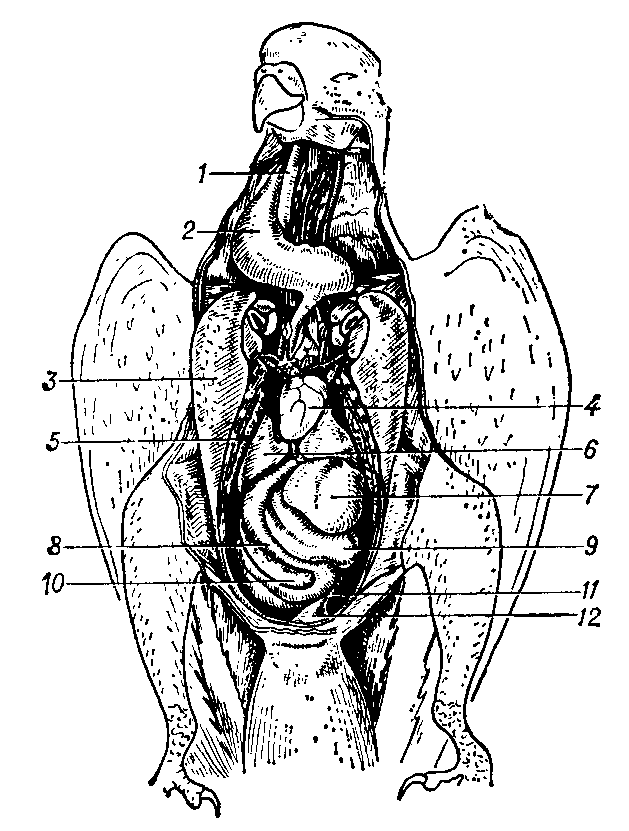 Вскрытый   волнистый   попугайчик   (схема): 1 — трахея; 2 — зоб; 3 — грудная мышца (разрез); 4 — сердце; 5 — лёгкое (разрез); 6 — печень; 7 — мускульный желудок; 8 — тонкая кишка; 9 — слепая кишка; 10 — поджелудочная железа; 11 — толстая кишка; 12 — клоака.