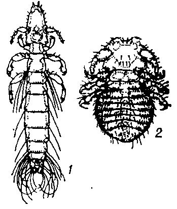 Пухоеды: 1 — голубиный (Columbicota columbae), 2 — собачий власоед ( Trichodectes   canis).