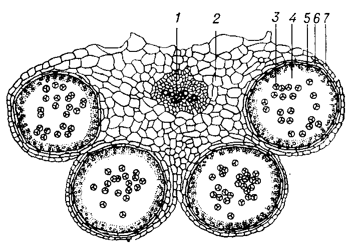 Поперечный разрез пыльника капусты огородной (Brassica oleracea): 1 — проводящий пучок; 2 — связник; 3 — тетрады микроспор; 4 — гнездо пыльника; 5 — тапетум; 6 — эндотеций;   7 — эпидерма.