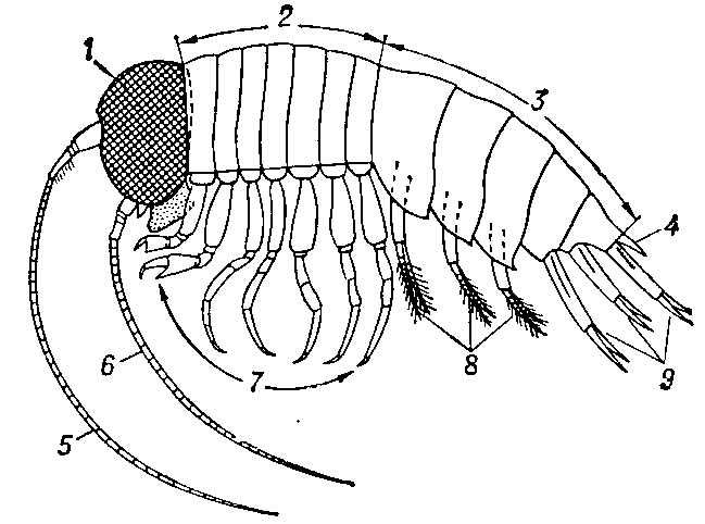 Схема   внешнего   строения   бокоплава   рода (Hyperia) (вид сбоку): 1 — голова; 2 — грудной отдел из 7 сегментов; 3 — брюшной отдел из 5 сегментов (характерно лишь для сем. (Hyperiidae), у других групп бокоплавов — 6 сегментов); 4 — анальная лопасть (тельсон); 5 — антеннула; 6 — антенна; 7 — грудные ноги (7 пар, из них 2 первые пары хватательные — гнатоподы); 8 — брюшные плавательные ноги (3 пары) — плеоподы; 9 — уроподы   (3   пары).