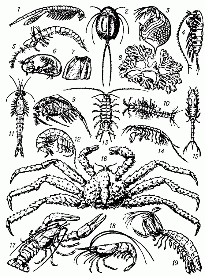Ракообразные: 1 — жаброног (Branchinecta paludosa), дл. 24 мм; 2 — щитень (Triops cancriformis), дл. щита до 75 мм; 3 — дафния (Daphnia   magna),   дл.   3   мм; — каланус (Calanus finmarchicus),   дл.    до   5,5  мм; — мистакокарида (Derocheilocaris typicus), дл. до 0,5 мм; 6 — ракушковый рак (Candona candona), дл. раковины до 1,2 мм; 7 — морской жёлудь (Balanus hammeri), вые. до 90 мм; 8 — мешкогрудый рак (Dendrogaster dichotomus), ветви в размахе до 80 мм; 9 — тонкопанцирный рак (Nebalia bipes), дл. 6 — 11 мм; 10 — батинелла (Bathynella паtans), дл. до 1 мм; 11 — мизида (Mysis oculata), ДЛ. до 40 мм; 12 — озёрный бокоплав (Gammarus lacustris), дл. до 20 мм; 13 — водяной ослик (Asellus aquaticus), дл. до 20 мм; 14 — клешненосный ослик (Apseudes spinosus), дл. до 15 мм; 15 — кумовый рачок (Diastylis rathkei), дл. до 20 мм; 16 — камчатский краб (Paralithodes camtschatica), шир. карапакса до 260 мм; 17 — речной рак (Astacus leptodactylus),  дл. до 250  мм; 18 — креветка (Pandalus borealis),  дл. до  150 мм; 19 —   рак-богомол   (Squilla mantis),   дл. до 200 мм.