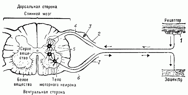 Схема рефлекторной дуги: нервный импульс от рецептора передаётся на дендриты (1) афферентного (сенсорного) нейрона. Тело афферентного нейрона (3) расположено в ганглии дорсального корешка (2), а его аксон (4) посредством синапсов связан с одним или несколькими вставочными нейронами (5). Импульс от них передаётся на эфферентный (моторный) нейрон и по его аксону (6), входящему в состав вентрального корешка (7), поступает к эффектору (мышце или   железе).