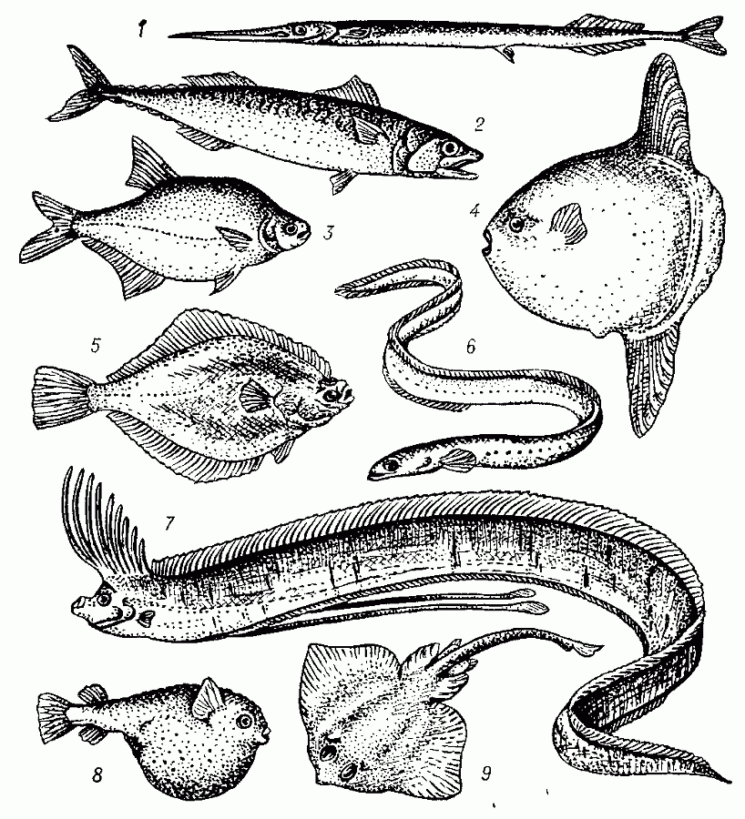 Различные типы формы    тела    рыб:    1 — стреловидный (сарган); 2 — торпедовидный (скумбрия); 3 — сплющенный с боков (лещ); 4 — тип луны-рыбы (луна-рыба) ; 5 — тип камбалы (камбала); 6 — змеевидный (угорь); 7 — лентовидный (сельдяной король); 8 — шаровидный (кузовок); 9 — плоский (скат).