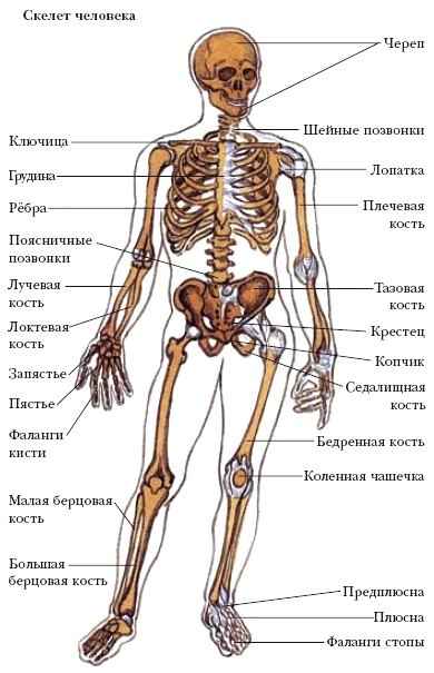 Реферат: Скелет тазового пояса