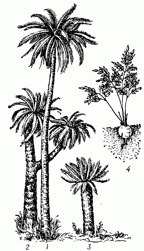 Саговниковые: 1 — микроцикас красиво-кронный (Microcycas calocoma); 2 — энцефаляртос поперечно-жильчатый (Encephalartos transvenosus); 3 — саговник поникающий; 4 — бовения мелкопильчатая (Bozvenia serrulata).