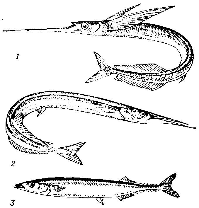Сарганообразные:    1 — океанический    полурыл (Euleptorhamphus longirostris); 2 — обыкновенный сарган (Belone   belone);   3 — сайра (Cololabis  saird).