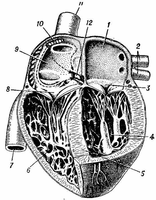 Вскрытое сердце человека: 1 — левое предсердие; 2 — лёгочные вены (показаны лишь две); 3 — левый предсердно-желудочковый клапан (двустворчатый); 4 — левый желудочек; 5 — межжелудочковая перегородка; 6 — правый желудочек; 7 — нижняя полая вена; 8 — правый предсердно-желудочковый клапан (трёхстворчатый); 9 — правое предсердие; 10 — синусно-предсердный узел; 11 — верхняя полая вена; 12 — предсердно-желудочковый узел.