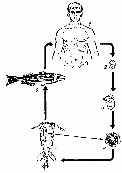  Схема   жизненного   цикла   широкого   лентеца: 1 — окончательный хозяин (человек); 2 — яйца лентеца, выходящие во внешнюю среду; 3 — выход корацидия; 4 — свободноплавающий корацидий; 5 — первый промежуточный хозяин (циклоп); 6 — второй промежуточный хозяин (рыба) с плероцеркоидом в мускулатуре.