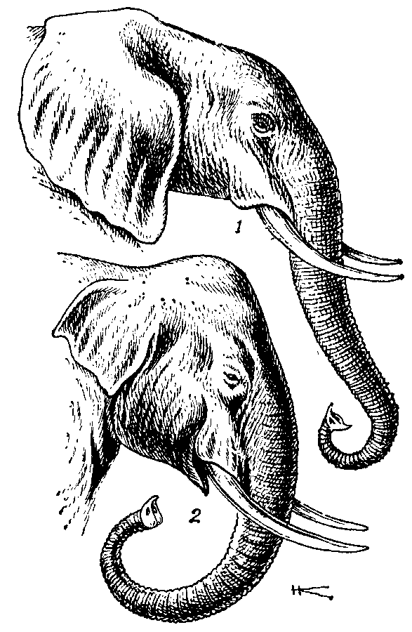 Возникновение хобота у слона можно объяснить. Хоботные хобот. Отряд хоботные строение зубов. Анатомия хобота слона. Строение хобота слона.