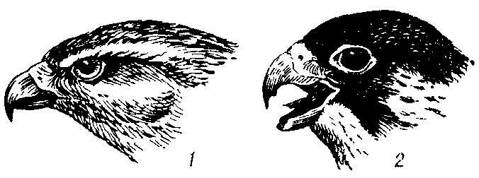 Головы  соколообразных:   1 — тетеревятника (Accipiter gentilis); 2— сапсана (Falco peregrinus), у к-рого на клюве хорошо   виден   предвершинный зубец.
