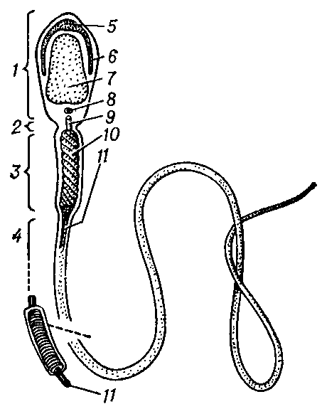 Схема строения сперматозоида млекопитающих: 1 — головка; 2 — шейка; 3 — промежуточный отдел; 4 — жгутик (хвост); 5 — акросома; 6 — головной чехлик; 7 — ядро; 8 и 9 — проксимальная и дистальная центриоли; 10 — митохондриальная спираль; 11 — осевая  нить.  .