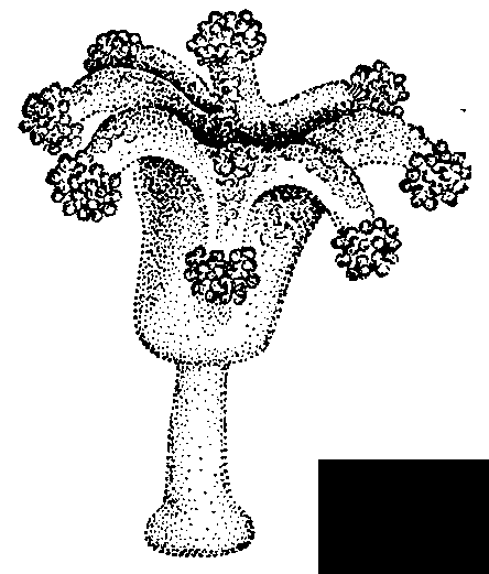 Ставромедуза (Lucernaria    campanulata).
